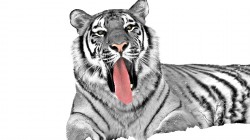 fond ecran tigre 12.jpg