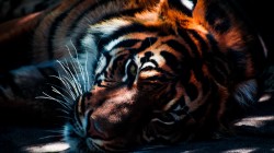 fond ecran tigre 16.jpg