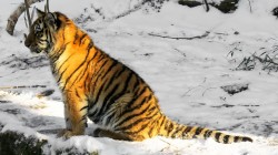 fond ecran tigre 19.jpg