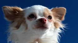 Chihuahua-01.jpg