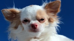 Chihuahua-02.jpg