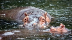 fond ecran hippopotame 11.jpg
