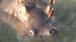 fond ecran hippopotame 15.jpg