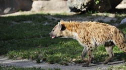 fond ecran hyene 03.jpg