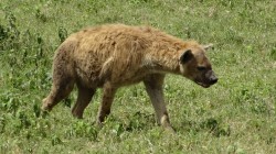 fond ecran hyene 06.jpg