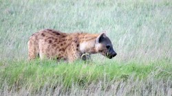fond ecran hyene 07.jpg