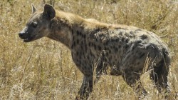 fond ecran hyene 08.jpg