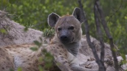 fond ecran hyene 09.jpg