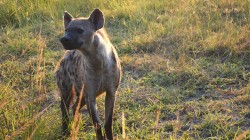 fond ecran hyene 10.jpg