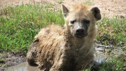 fond ecran hyene 11.jpg
