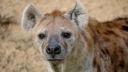 fond ecran hyene 14.jpg
