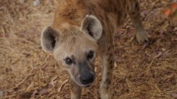 fond ecran hyene 15.jpg