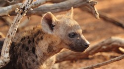 fond ecran hyene 17.jpg