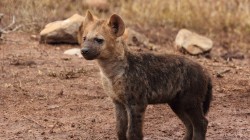 fond ecran hyene 18.jpg