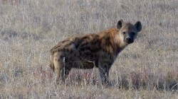 fond ecran hyene 19.jpg