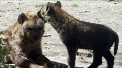 fond ecran hyene 20.jpg