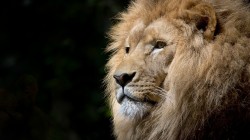 fond ecran lion 15.jpg