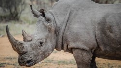 fond ecran rhinoceros 03.jpg