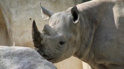 fond ecran rhinoceros 04.jpg