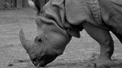 fond ecran rhinoceros 05.jpg