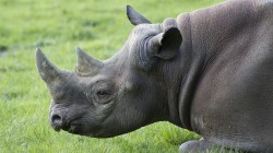 fond ecran rhinoceros 06.jpg