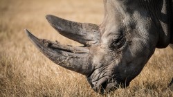 fond ecran rhinoceros 09.jpg