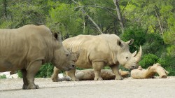 fond ecran rhinoceros 10.jpg