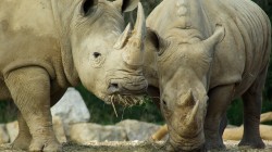 fond ecran rhinoceros 11.jpg
