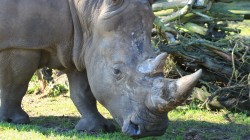 fond ecran rhinoceros 13.jpg