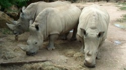 fond ecran rhinoceros 14.jpg